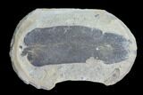 Fossil Neuropteris Seed Fern (Pos/Neg) - Mazon Creek #89926-1